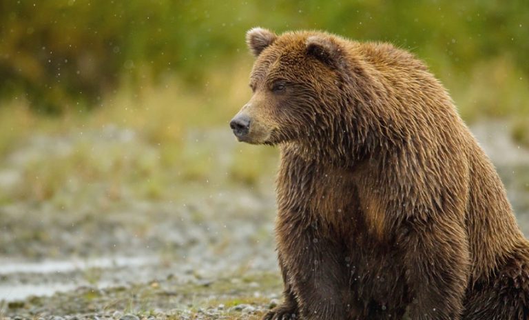 How your home router might be the backdoor in to your corporate network. Beware of the bear!