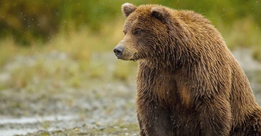 How your home router might be the backdoor in to your corporate network. Beware of the bear!